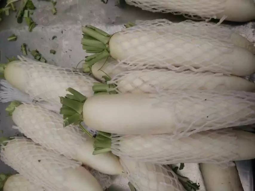 Whole sale fresh white radish in China